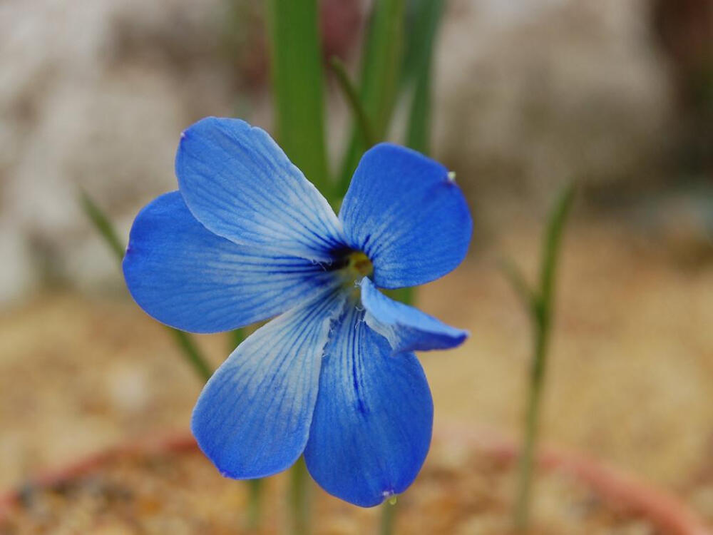 智利蓝番红花(Tecophilaea cyanocrocus)~