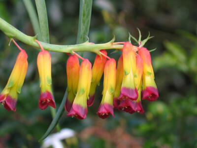 三色立金花(Lachenalia aloides var.quadricolor)~