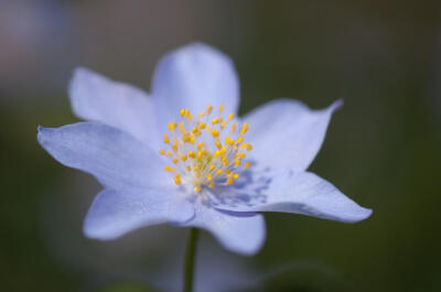 栎林银莲花(Anemone nemorosa)~