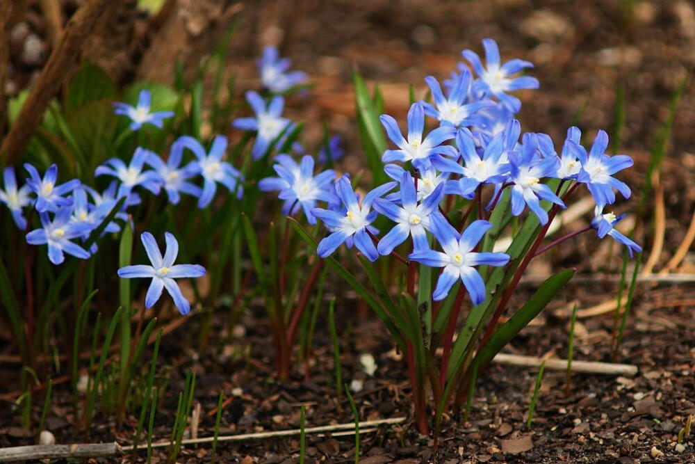 雪光花（Chionodoxa)~来自人人小站——宿根❀球根花卉魅力❀~