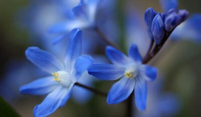 雪光花（Chionodoxa)~来自人人小站——宿根❀球根花卉魅力❀~