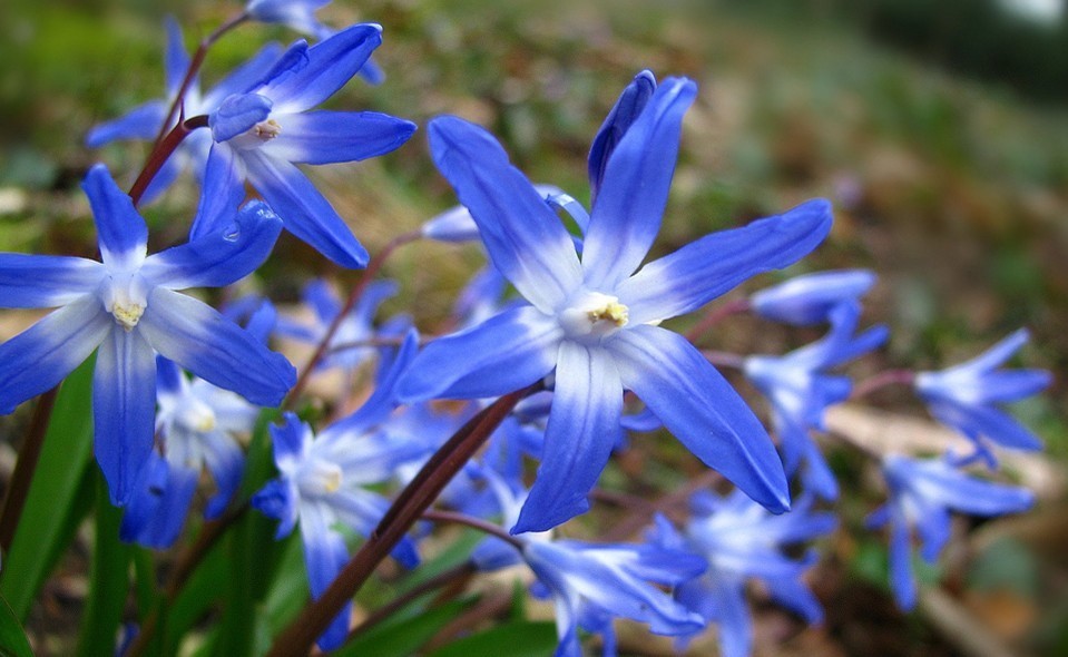 雪光花（Chionodoxa)~来自人人小站——宿根❀球根花卉魅力❀~