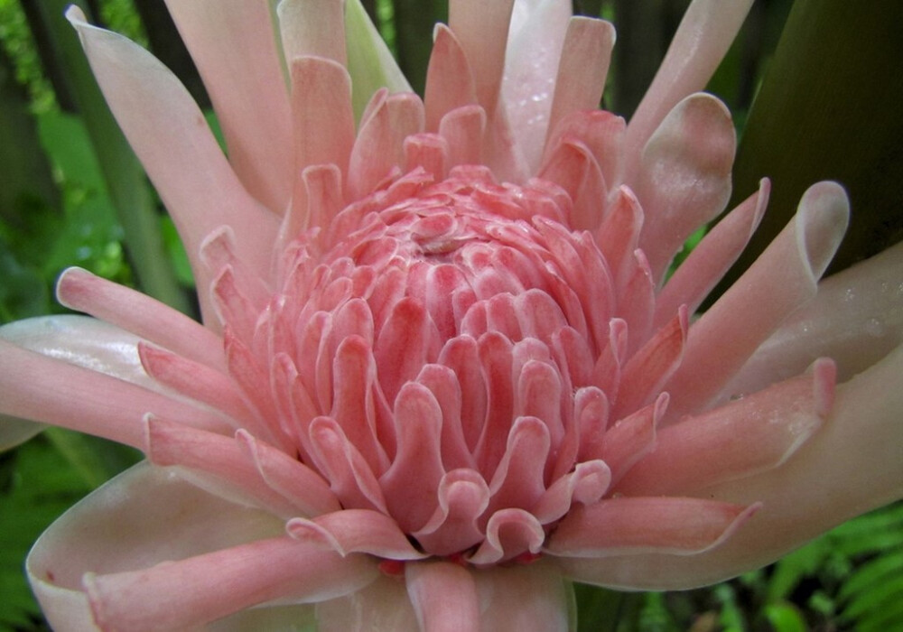 火炬姜(etlingera elatior)~