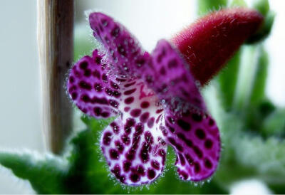 花猫(Kohleria)~