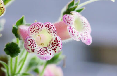 花猫(Kohleria)~