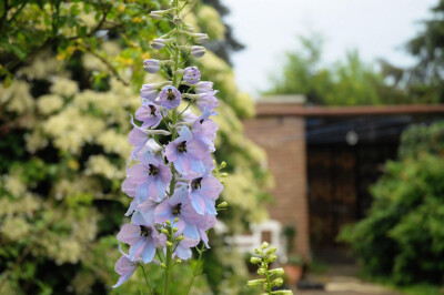 穗花翠雀（Delphinium elatum)~来自人人小站——宿根❀球根花卉魅力❀~