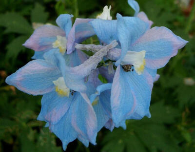 穗花翠雀（Delphinium elatum)~来自人人小站——宿根❀球根花卉魅力❀~