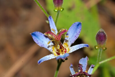 油点草(Tricyrtis)~