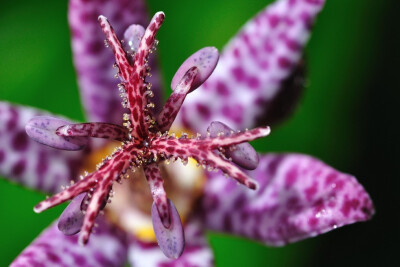 油点草(Tricyrtis)~