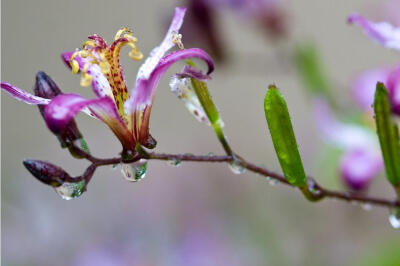 油点草(Tricyrtis)~