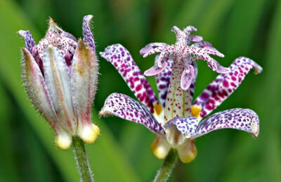 油点草(Tricyrtis)~