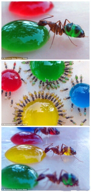 【“彩虹”蚂蚁】印度南部迈索尔，Babu将加入食用色素的糖水滴在石蜡上，拍摄出一组“彩虹”蚂蚁。他发现，蚂蚁对黄色和绿色的糖滴情有独钟。