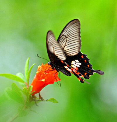 人生当如彩蝶，间或停憩，勿忘翩跹。