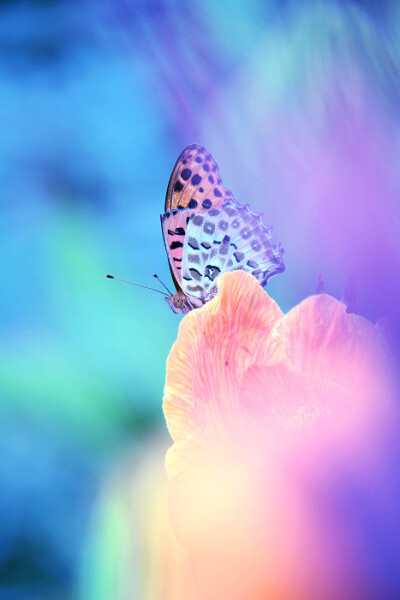 不去追逐自己想要的，就永远不可能得到。