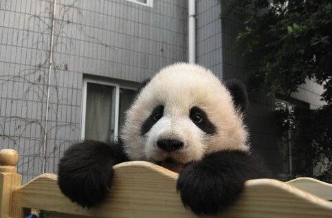 熊猫宝宝照片大全可爱图片