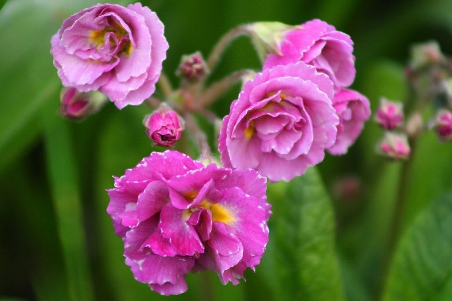 重瓣报春花(Double primula)~