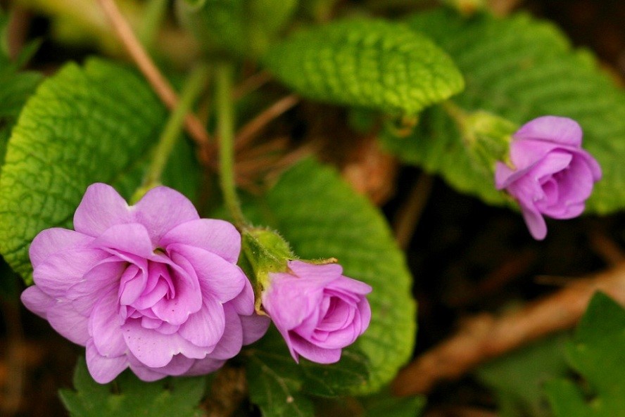 重瓣报春花(Double primula)~