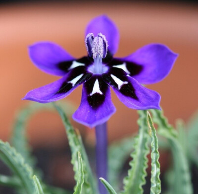 蓝色拉培疏鸢尾（Lapeirousia oreogena）~来自人人小站——宿根❀球根花卉魅力❀~