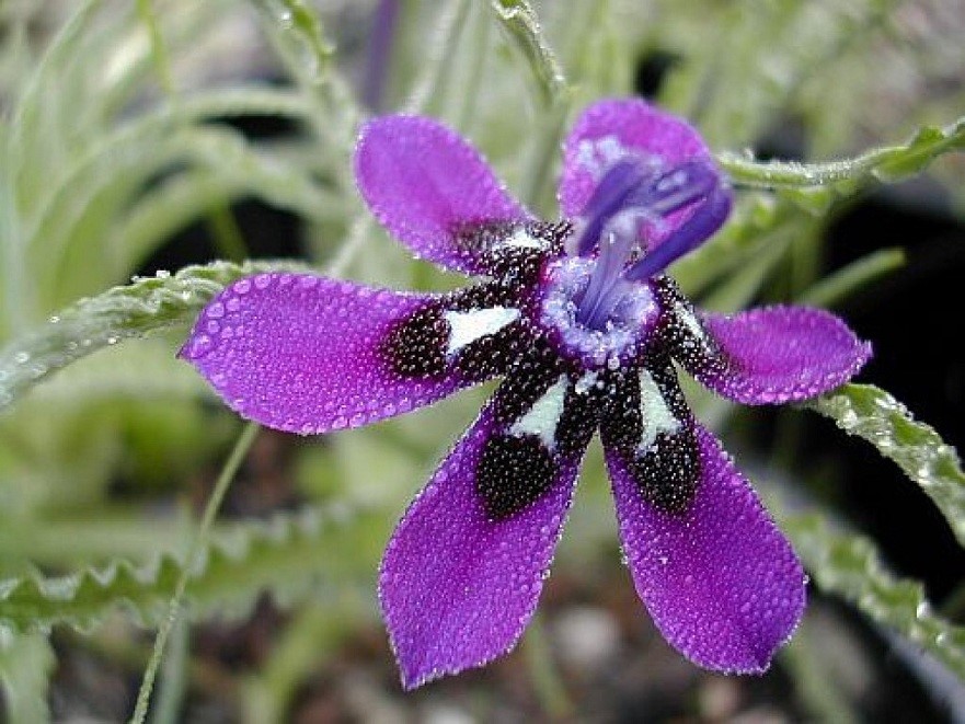 蓝色拉培疏鸢尾（Lapeirousia oreogena）~来自人人小站——宿根❀球根花卉魅力❀~