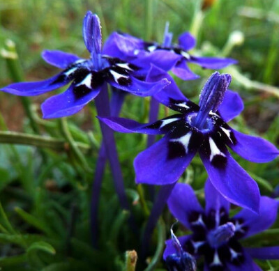 蓝色拉培疏鸢尾（Lapeirousia oreogena）~来自人人小站——宿根❀球根花卉魅力❀~