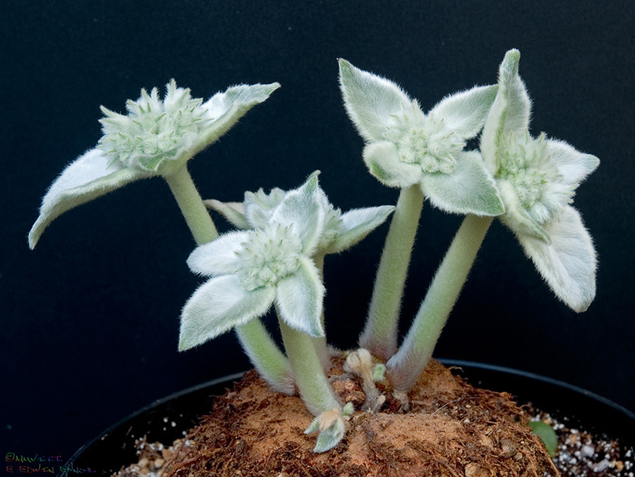 断崖女王(rechsteineria leucotricha)