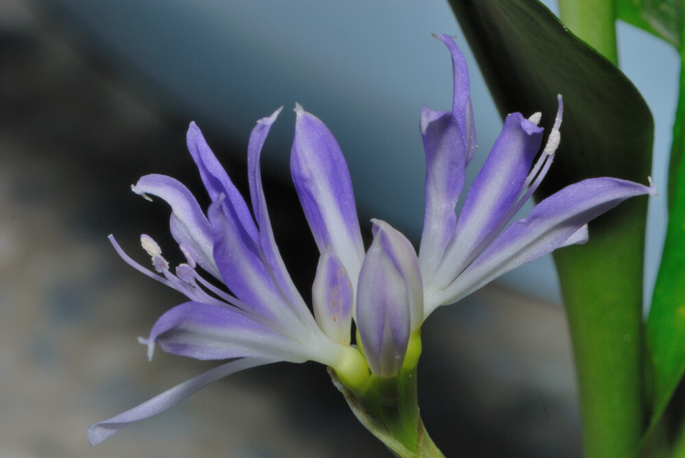 蓝晶花（Griffinia liboniana）~来自人人小站——宿根❀球根花卉魅力❀~