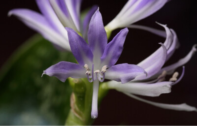 蓝晶花（Griffinia liboniana）~来自人人小站——宿根❀球根花卉魅力❀~