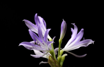 蓝晶花（Griffinia liboniana）~来自人人小站——宿根❀球根花卉魅力❀~