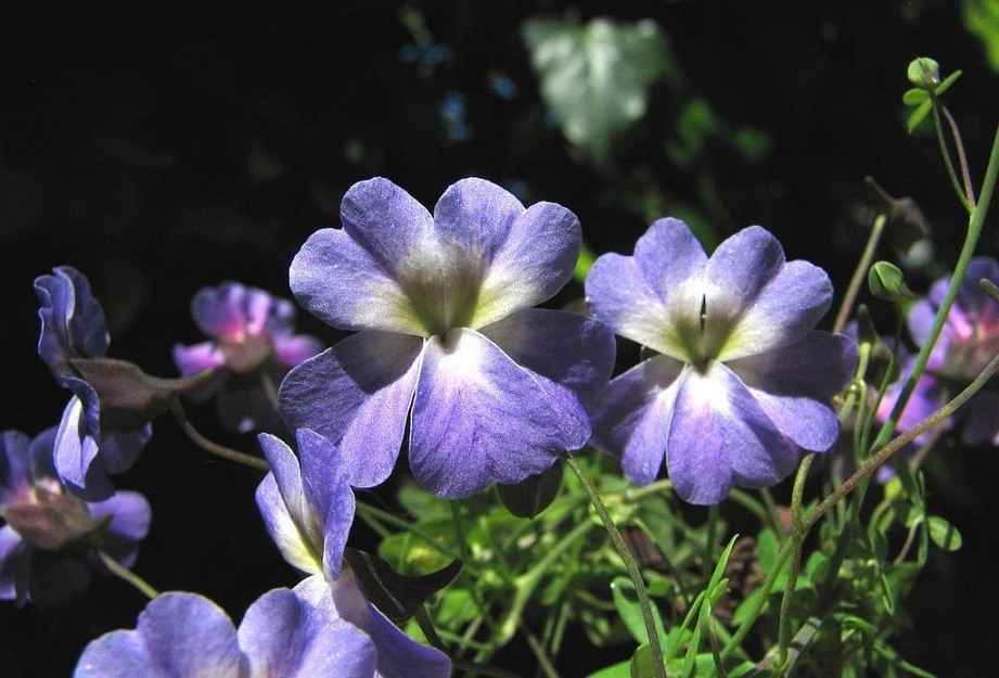 天蓝旱金莲(Tropaeolum azureum)~