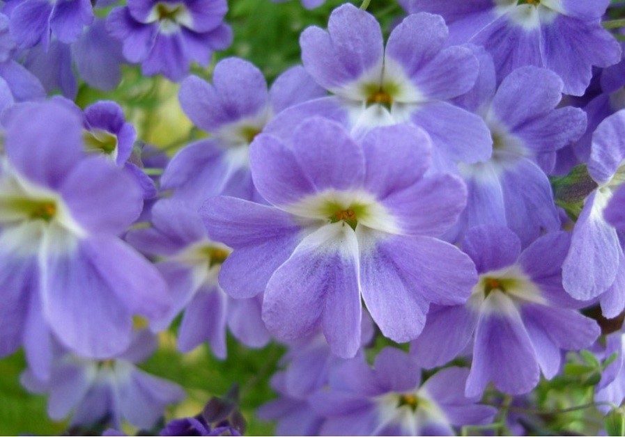 天蓝旱金莲(Tropaeolum azureum)~