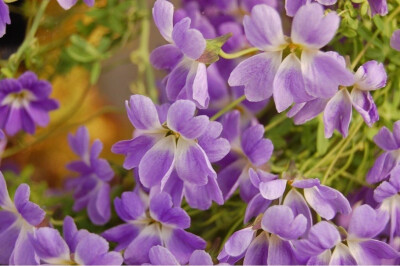 天蓝旱金莲(Tropaeolum azureum)~