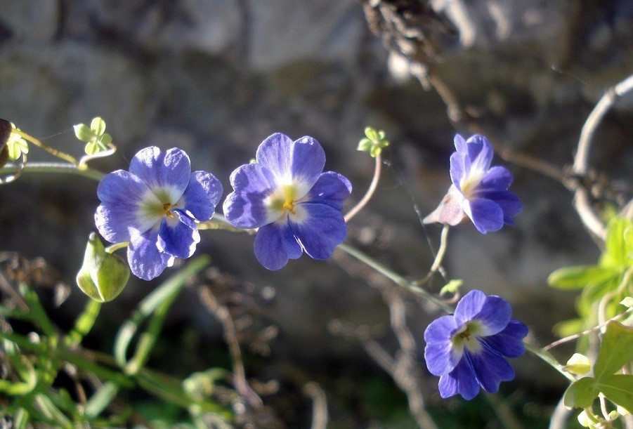 天蓝旱金莲(Tropaeolum azureum)~