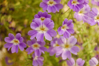 天蓝旱金莲(Tropaeolum azureum)~