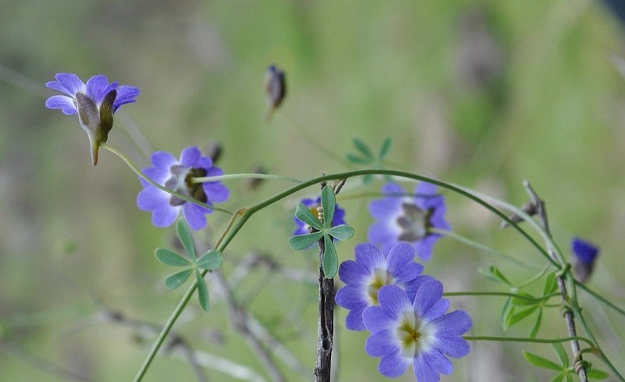 天蓝旱金莲(Tropaeolum azureum)~