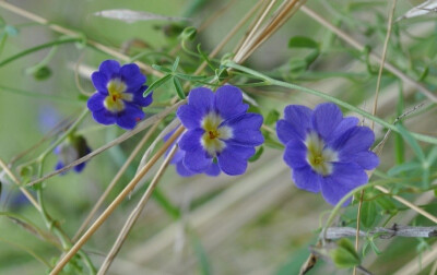 天蓝旱金莲(Tropaeolum azureum)~