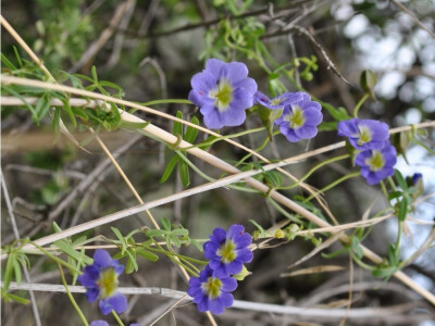 天蓝旱金莲(Tropaeolum azureum)~