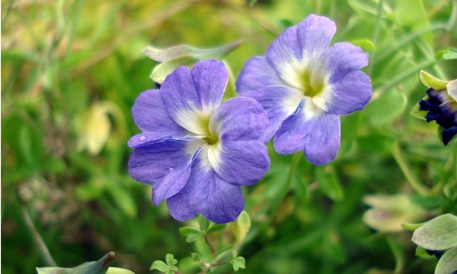 天蓝旱金莲(Tropaeolum azureum)~