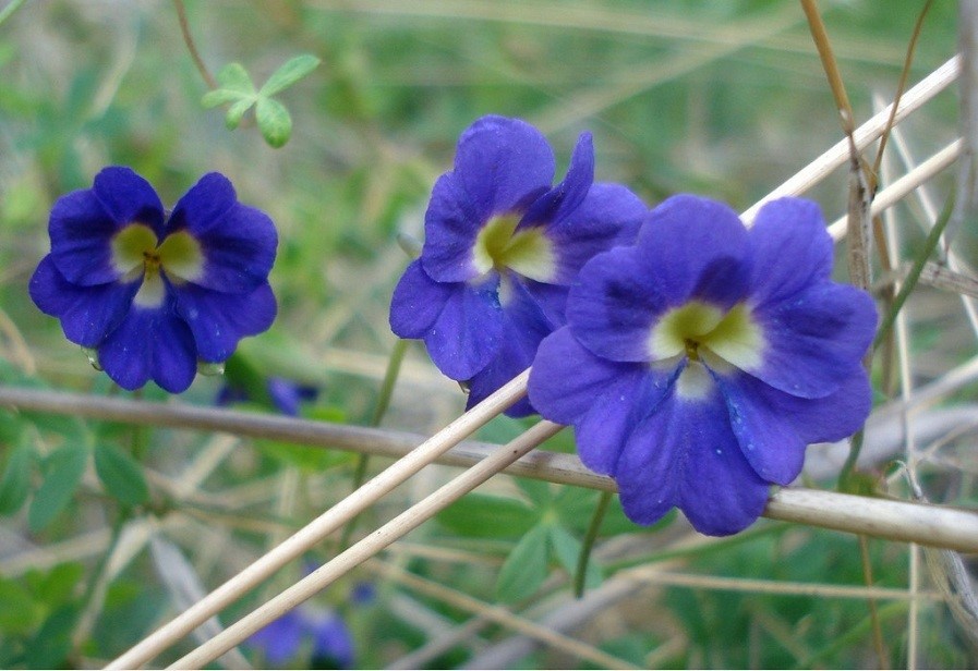 天蓝旱金莲(Tropaeolum azureum)~