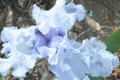 德国鸢尾(Iris germanica)~