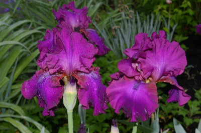 德国鸢尾(Iris germanica)~