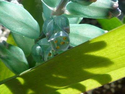 绿松石立金花(Lachenalia viridiflora)~