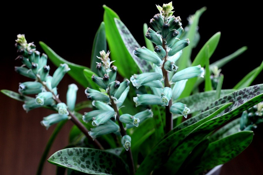 绿松石立金花(Lachenalia viridiflora)~