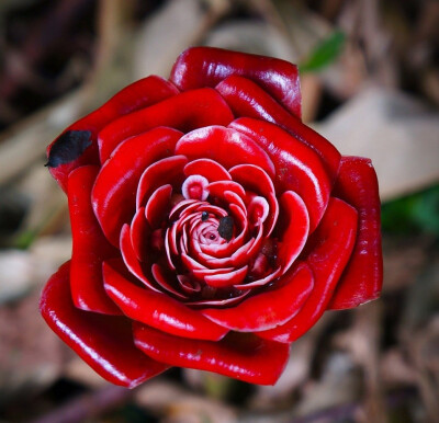 暹罗玫瑰姜(Etlingera corneri)~