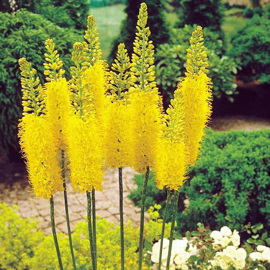 狐尾百合(Eremurus)~