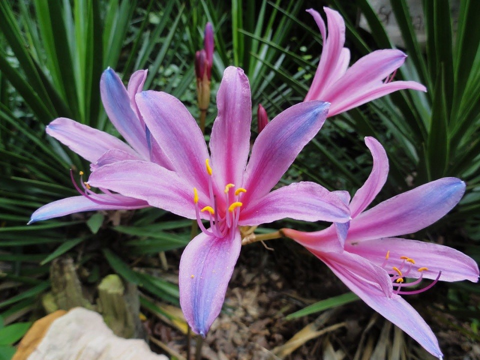 换锦花(Lycoris sprengeri)~