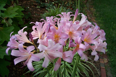 换锦花(Lycoris sprengeri)~