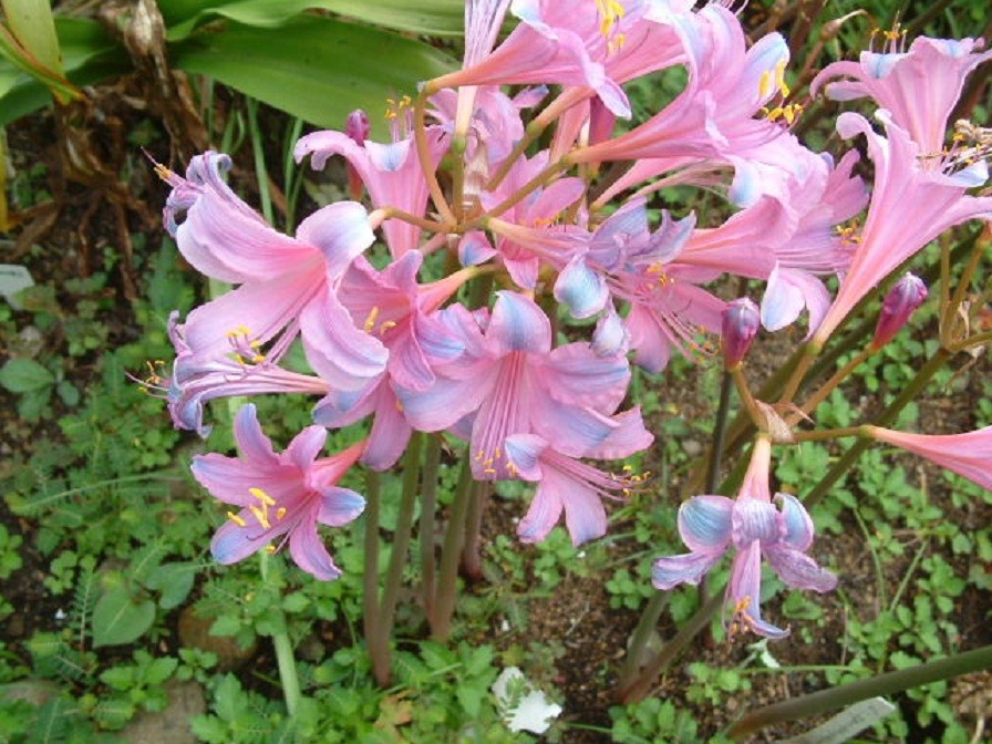 换锦花(Lycoris sprengeri)~