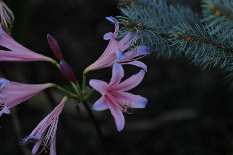 换锦花(Lycoris sprengeri)~