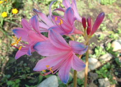 换锦花(Lycoris sprengeri)~