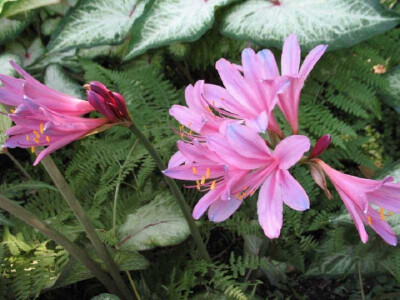 换锦花(Lycoris sprengeri)~